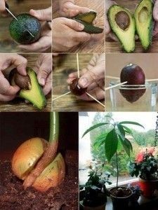 5 astuces hyper-simples pour faire pousser un avocatier 2 5 astuces hyper-simples pour faire pousser un avocatier 2