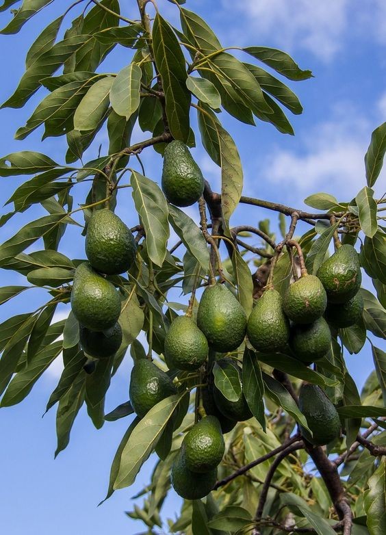 5 astuces hyper-simples pour faire pousser un avocatier 3 5 astuces hyper-simples pour faire pousser un avocatier 3