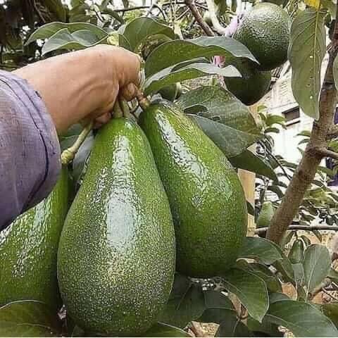 5 astuces hyper-simples pour faire pousser un avocatier 5 5 astuces hyper-simples pour faire pousser un avocatier 5