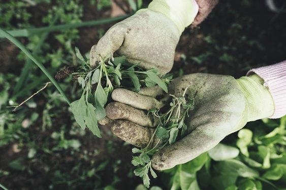 5 astuces pour entretenir son jardin sans produits chimiques 1 5 astuces pour entretenir son jardin sans produits chimiques 1