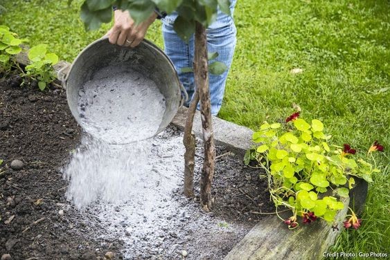 5 astuces pour entretenir son jardin sans produits chimiques 2