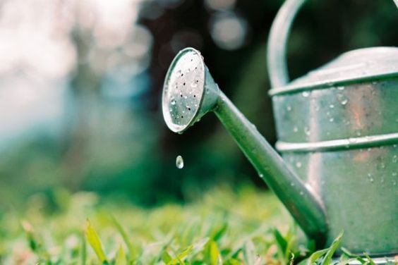 5 astuces géniales pour entretenir son jardin facilement 2