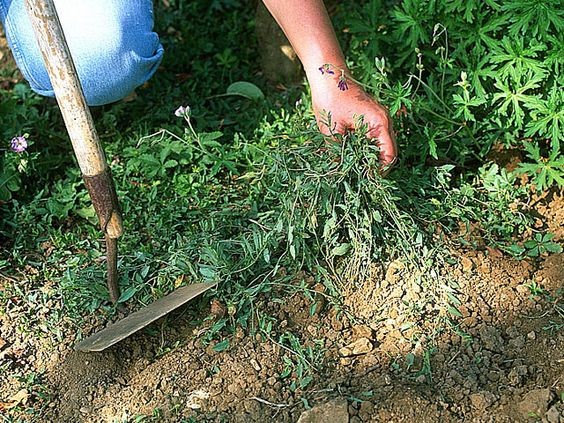 5 astuces géniales pour entretenir son jardin facilement 3