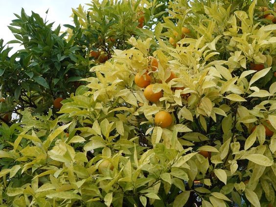 5 astuces géniales pour entretenir son jardin facilement 10