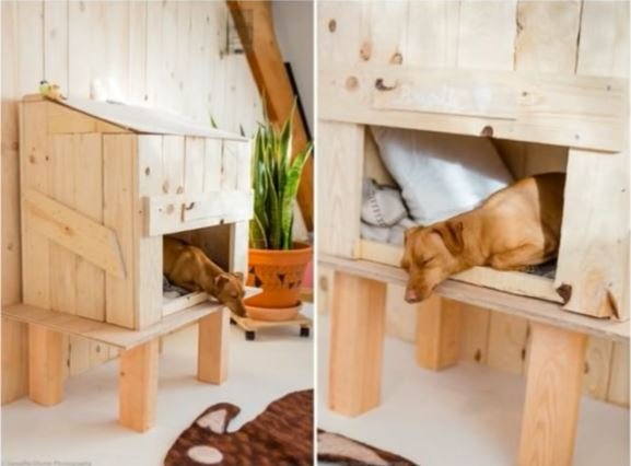 50 idées de maisons pour nos amis les animaux 10