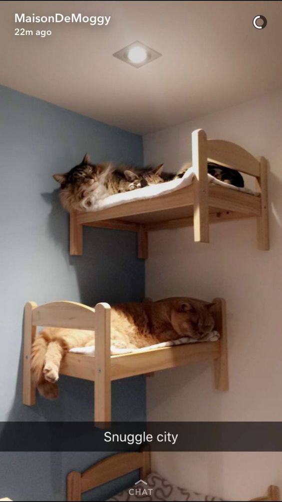 50 idées de maisons pour nos amis les animaux 19