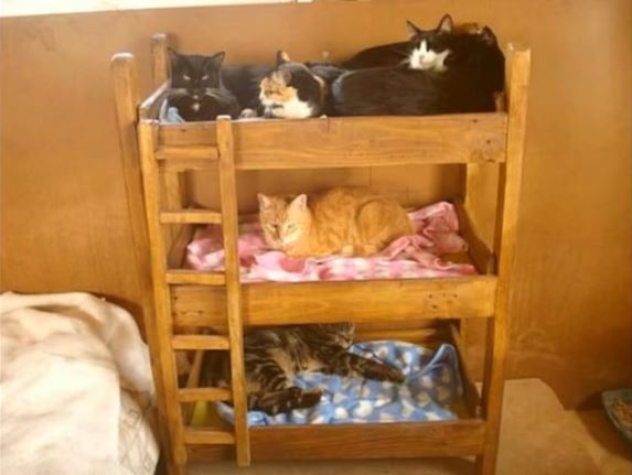50 idées de maisons pour nos amis les animaux 25