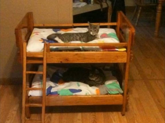 50 idées de maisons pour nos amis les animaux 40