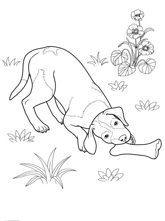 50 top idées de coloriages chiens à imprimer 45