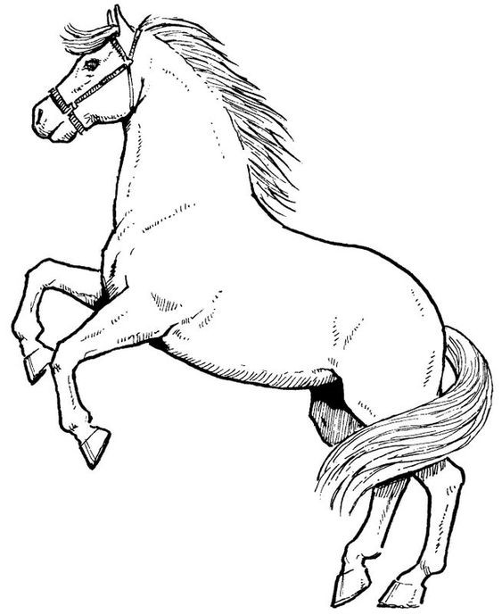 50 top idées de coloriages cheval à imprimer 4 50 top idées de coloriages cheval à imprimer 4