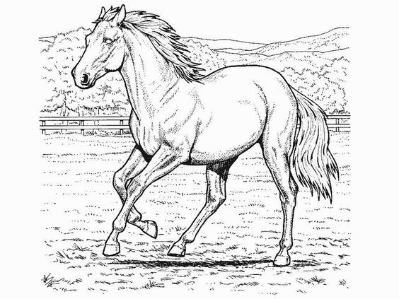 50 top idées de coloriages cheval à imprimer 45 50 top idées de coloriages cheval à imprimer 45
