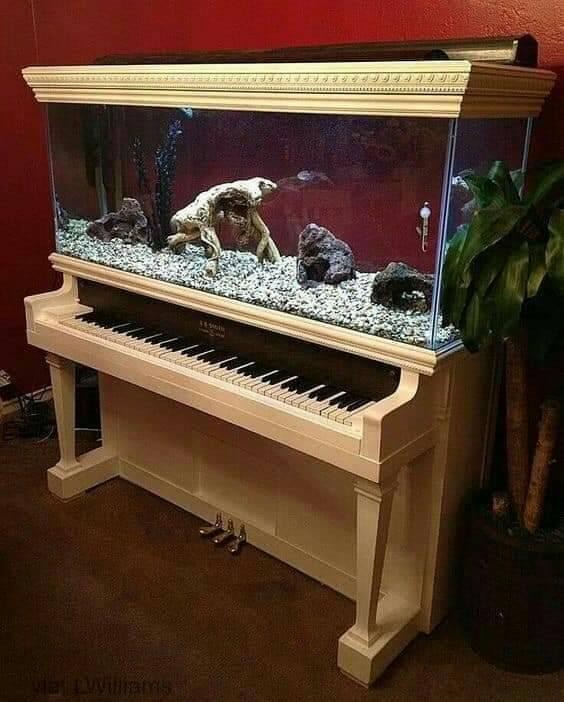 16 idées de magnifiques aquariums 4