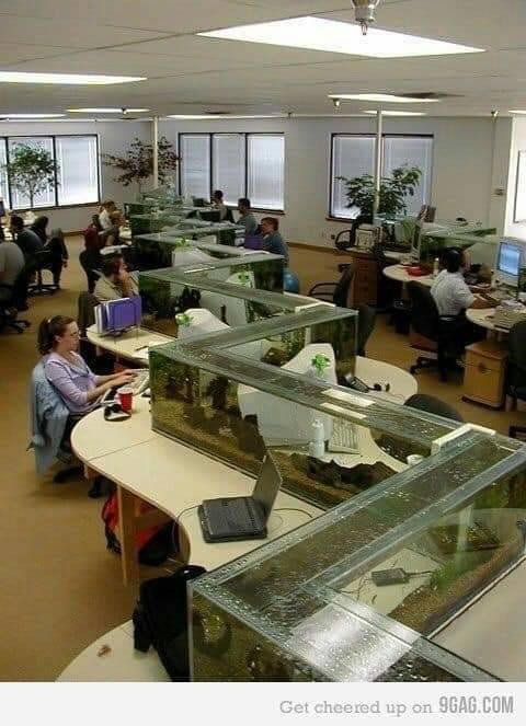 16 idées de magnifiques aquariums 10