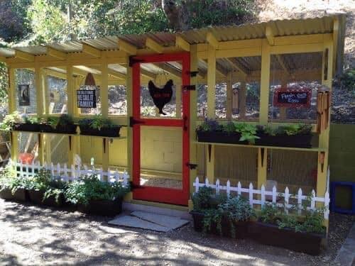49 idées pour ceux qui veulent avoir des poules heureuses 4