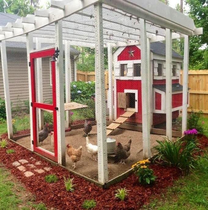 49 idées pour ceux qui veulent avoir des poules heureuses 5