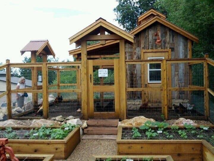 49 idées pour ceux qui veulent avoir des poules heureuses 10