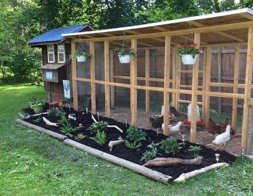 49 idées pour ceux qui veulent avoir des poules heureuses 12