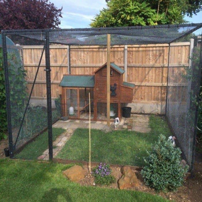 49 idées pour ceux qui veulent avoir des poules heureuses 15
