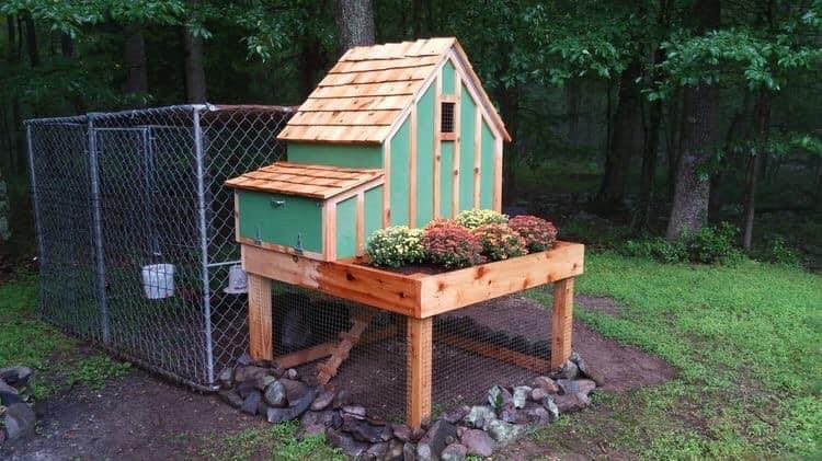 49 idées pour ceux qui veulent avoir des poules heureuses 19