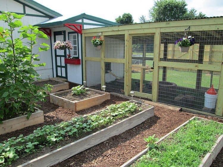49 idées pour ceux qui veulent avoir des poules heureuses 22