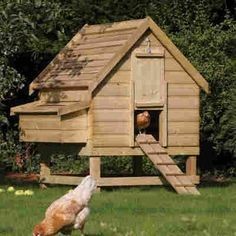 49 idées pour ceux qui veulent avoir des poules heureuses 33