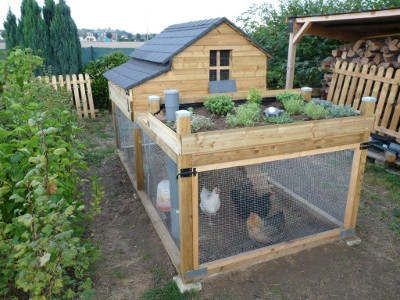 49 idées pour ceux qui veulent avoir des poules heureuses 37