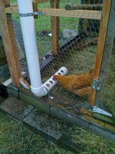49 idées pour ceux qui veulent avoir des poules heureuses 38