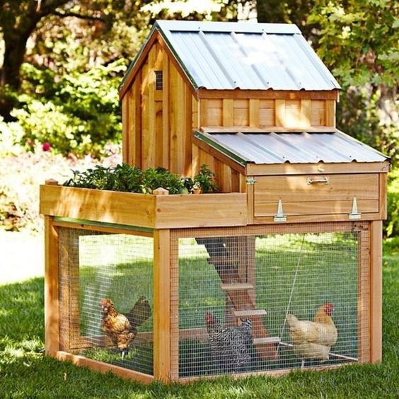 49 idées pour ceux qui veulent avoir des poules heureuses 2