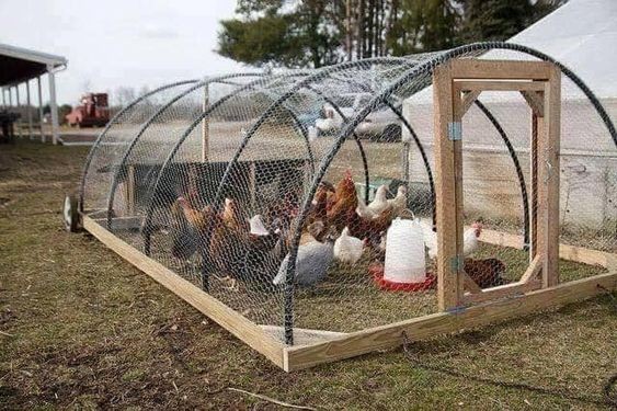 49 idées pour ceux qui veulent avoir des poules heureuses 3