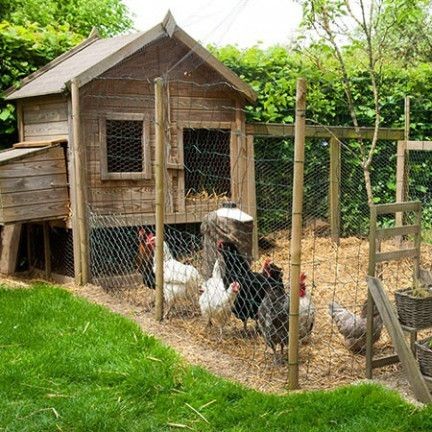 49 idées pour ceux qui veulent avoir des poules heureuses 42