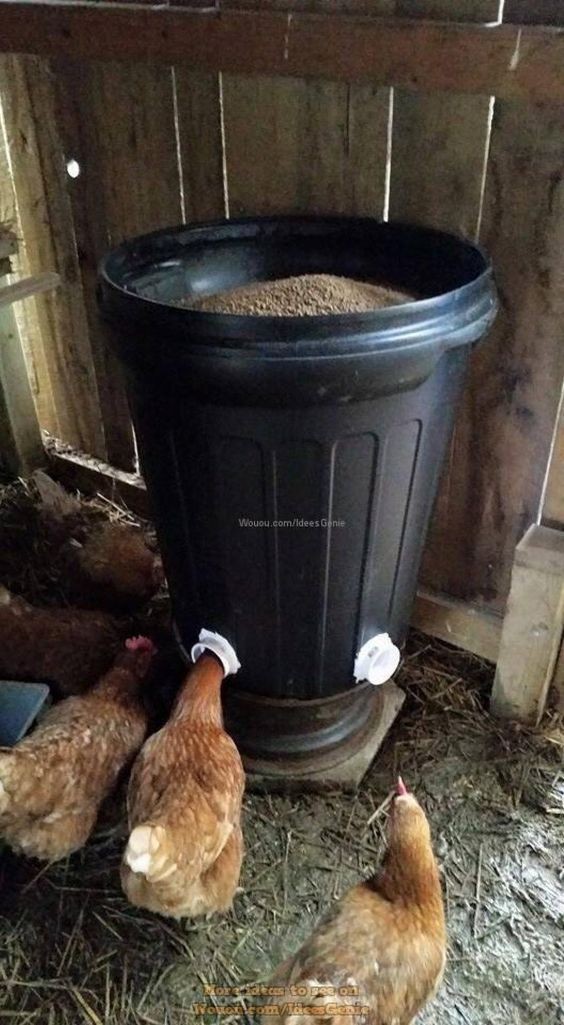 49 idées pour ceux qui veulent avoir des poules heureuses 43