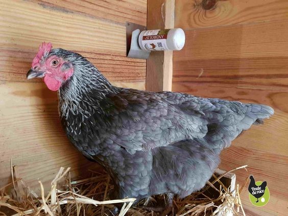 49 idées pour ceux qui veulent avoir des poules heureuses 44