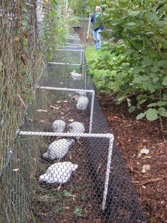 49 idées pour ceux qui veulent avoir des poules heureuses 45