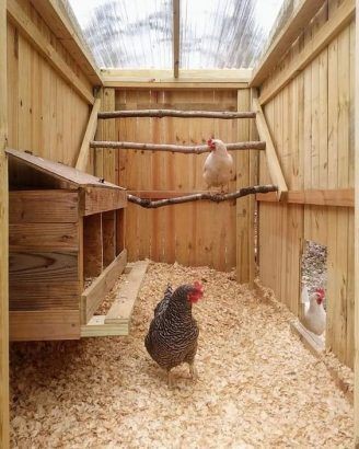 49 idées pour ceux qui veulent avoir des poules heureuses 46