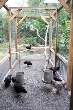 49 idées pour ceux qui veulent avoir des poules heureuses 48