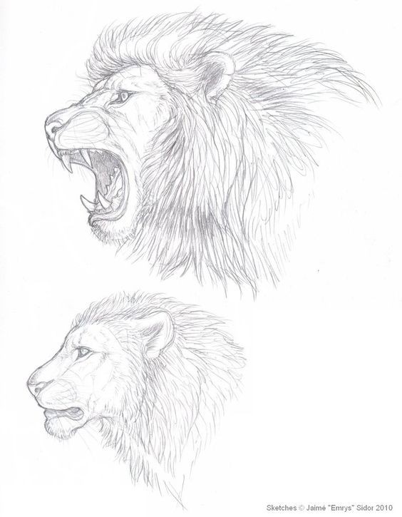 56 Coloriages Lion Gratuits à Imprimer 5 56 Coloriages Lion Gratuits à Imprimer 5