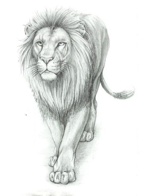 56 Coloriages Lion Gratuits à Imprimer 8 56 Coloriages Lion Gratuits à Imprimer 8