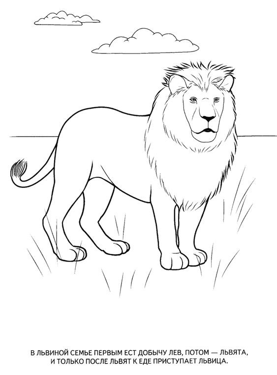 56 Coloriages Lion Gratuits à Imprimer 21 56 Coloriages Lion Gratuits à Imprimer 21