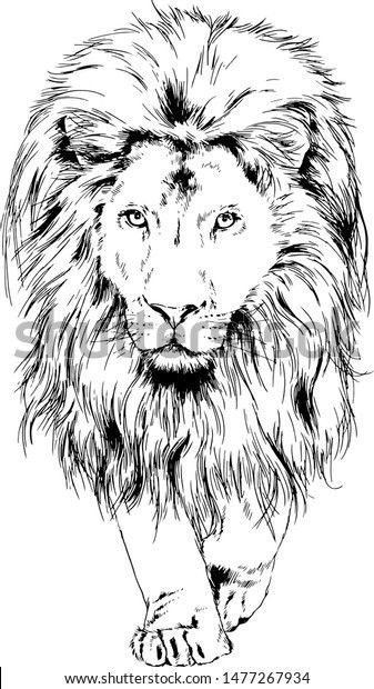 56 Coloriages Lion Gratuits à Imprimer 47 56 Coloriages Lion Gratuits à Imprimer 47