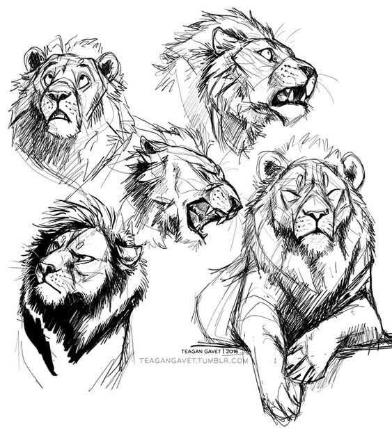 56 Coloriages Lion Gratuits à Imprimer 50 56 Coloriages Lion Gratuits à Imprimer 50