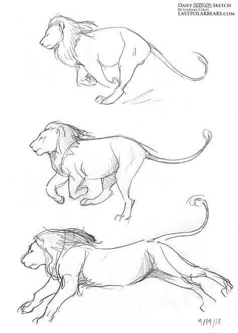 56 Coloriages Lion Gratuits à Imprimer 53 56 Coloriages Lion Gratuits à Imprimer 53