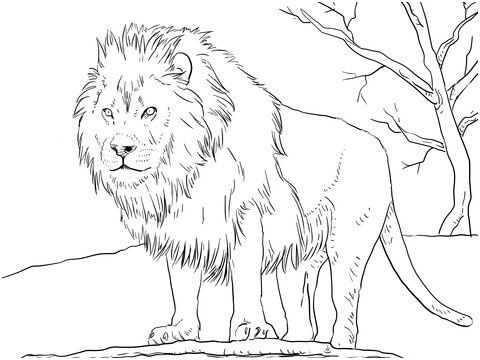 56 Coloriages Lion Gratuits à Imprimer 55 56 Coloriages Lion Gratuits à Imprimer 55