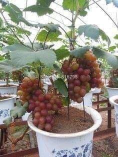 18 arbres que vous pouvez semer dans des vases 1 18 arbres que vous pouvez semer dans des vases 1