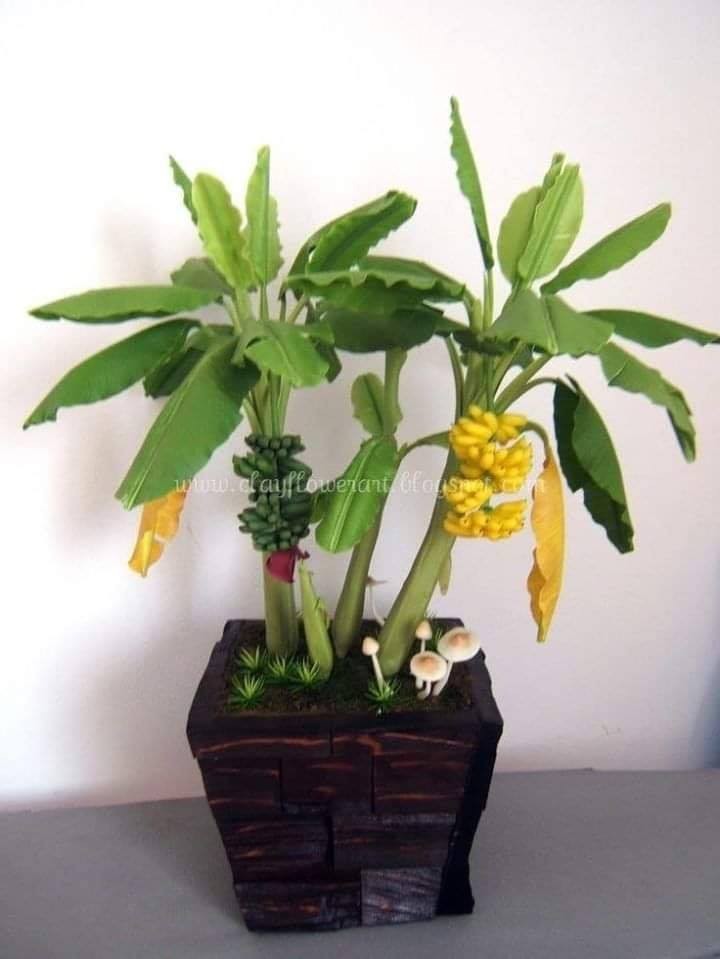 18 arbres que vous pouvez semer dans des vases 8 18 arbres que vous pouvez semer dans des vases 8