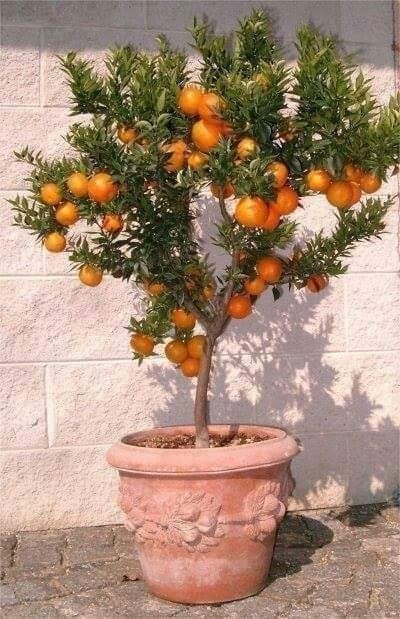 18 arbres que vous pouvez semer dans des vases 16 18 arbres que vous pouvez semer dans des vases 16