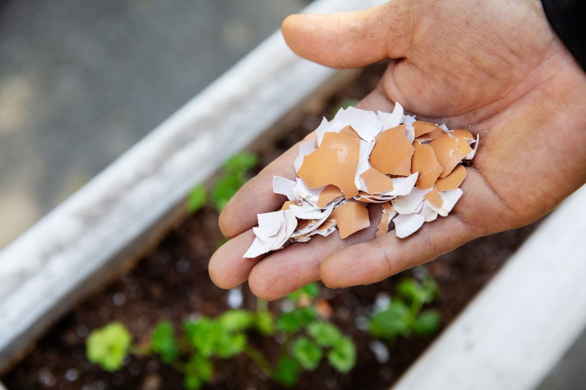 15 astuces impensables pour réutiliser les coquilles d'œufs 1 15 astuces impensables pour réutiliser les coquilles d'œufs 1