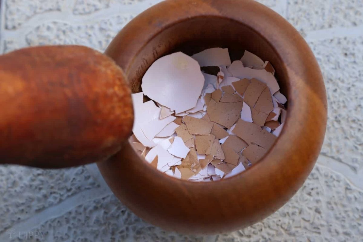 15 astuces impensables pour réutiliser les coquilles d'œufs 2 15 astuces impensables pour réutiliser les coquilles d'œufs 2