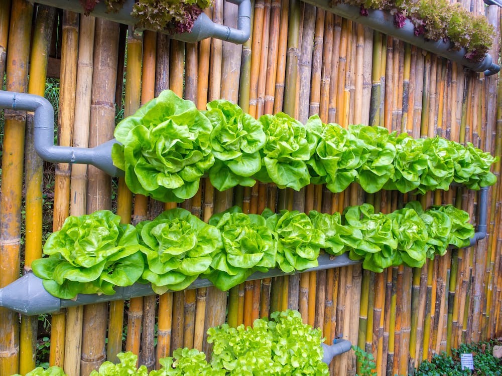 4 Raisons de créer une serre verticale dans son jardin 5 4 Raisons de créer une serre verticale dans son jardin 5