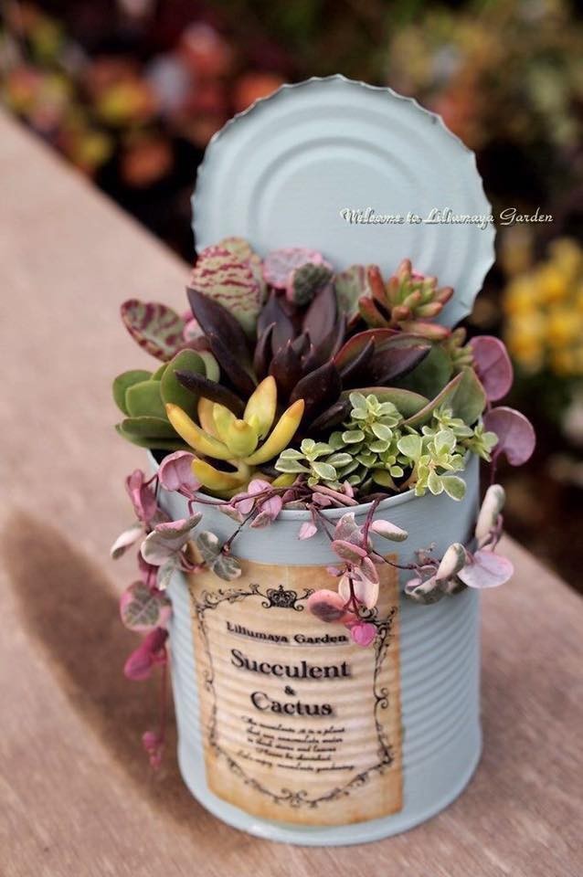 39 idées pour bien mettre en scène les succulentes 1 39 idées pour bien mettre en scène les succulentes 1
