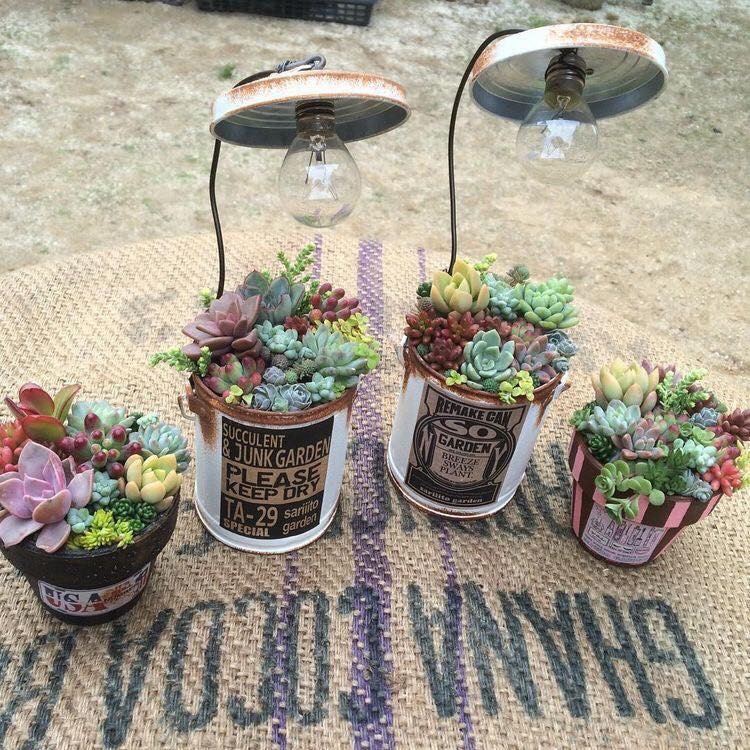 39 idées pour bien mettre en scène les succulentes 6
